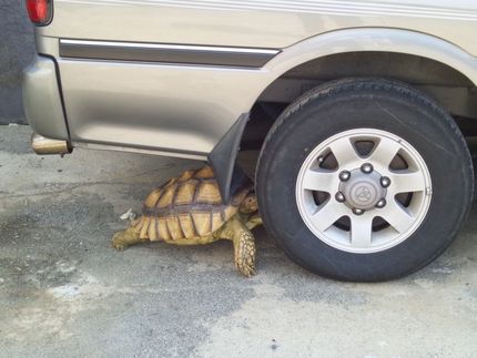 カメの運動