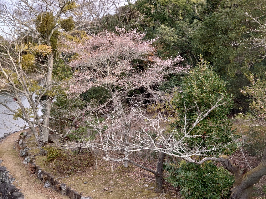 桜が三分咲き