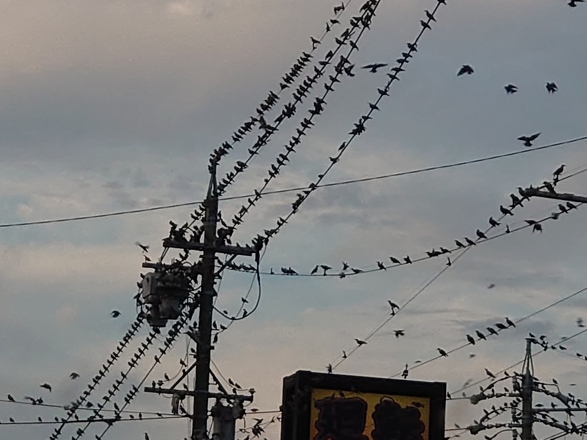 鳥の群生