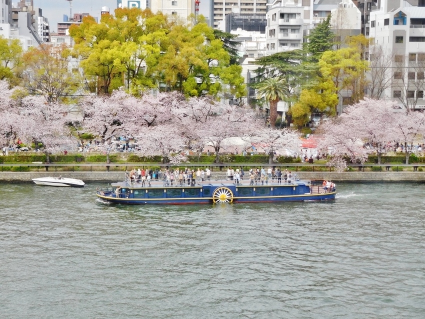 大川沿いの桜を愛でる会♫