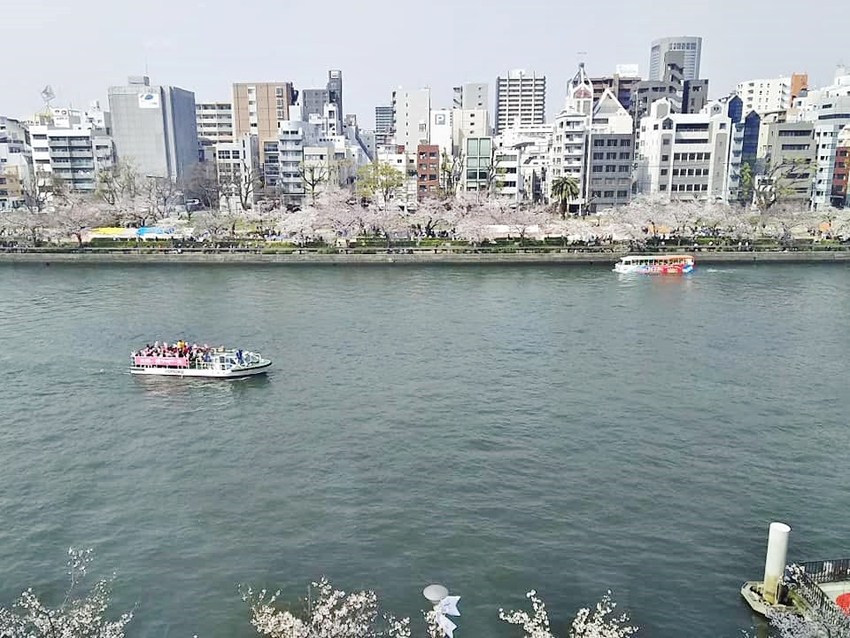 大川沿いの桜！