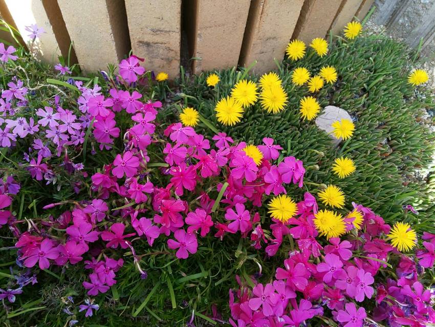 自宅の庭の花が満開‼️