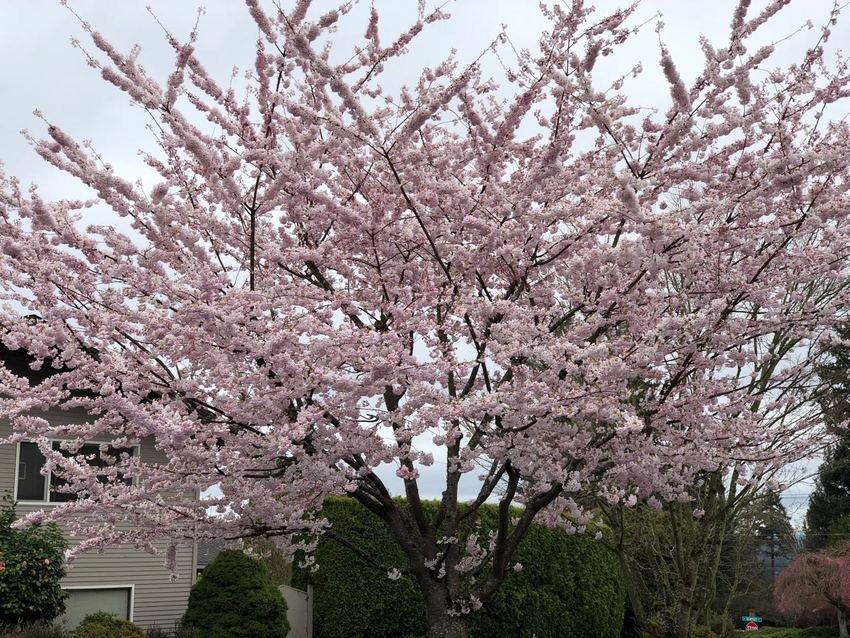 桜 Sakura Cherry...
