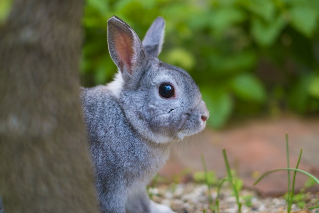 ウサギの長い耳がかわいいです