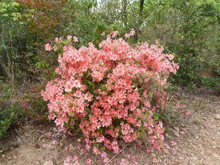 HG（鳩吹山）は花のお山です