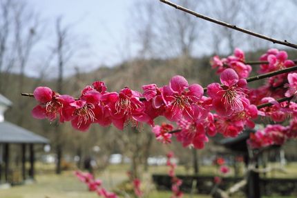 もう梅は終わりですね・・・・