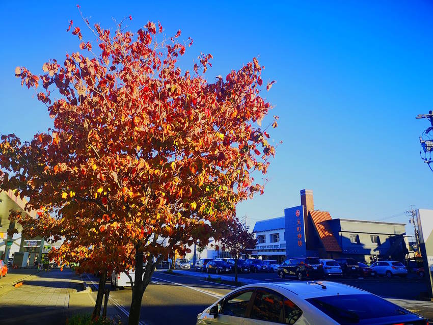 花水木の紅葉