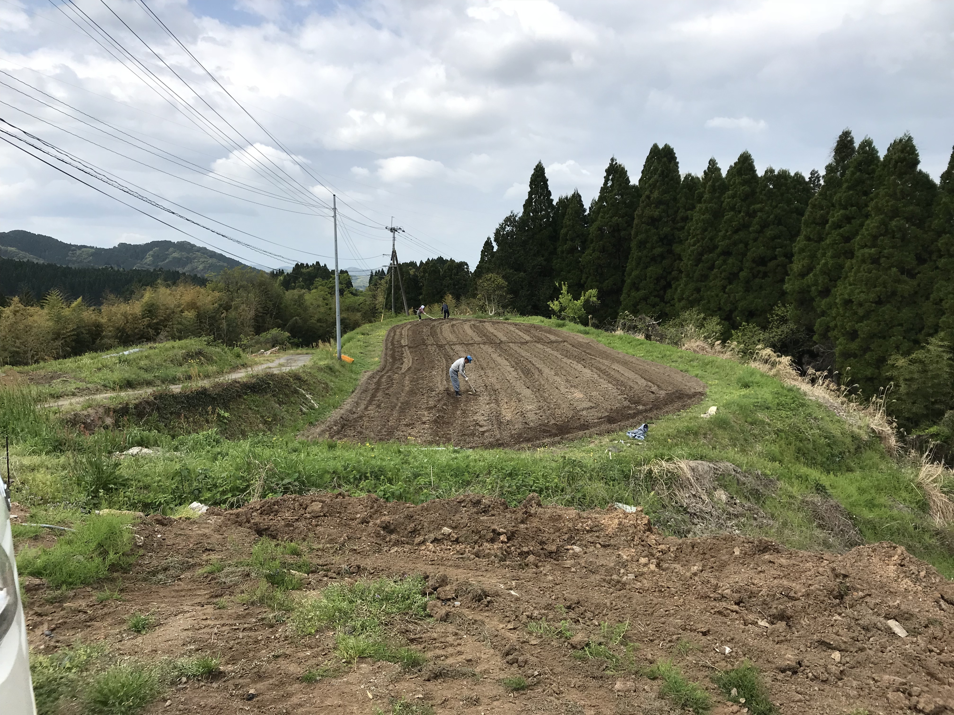 菊芋栽培 キクイモの植え付け 熊本地震からの復興 ハーブ栽培 Bloguru