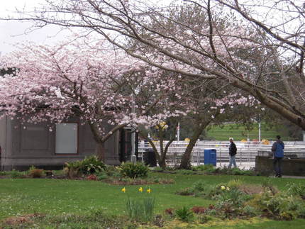 チッテンデン水門の桜！