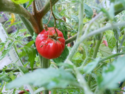 トマト初収穫！