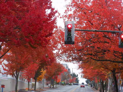 街路樹も紅葉真っ盛り～！