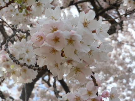 満開の桜～♪　ワシントン大学に...