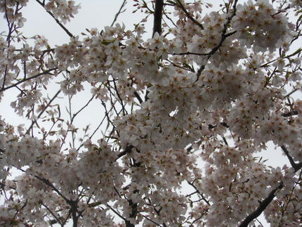 ご近所の桜も満開～♪