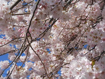 ご近所の桜、まだ健在！