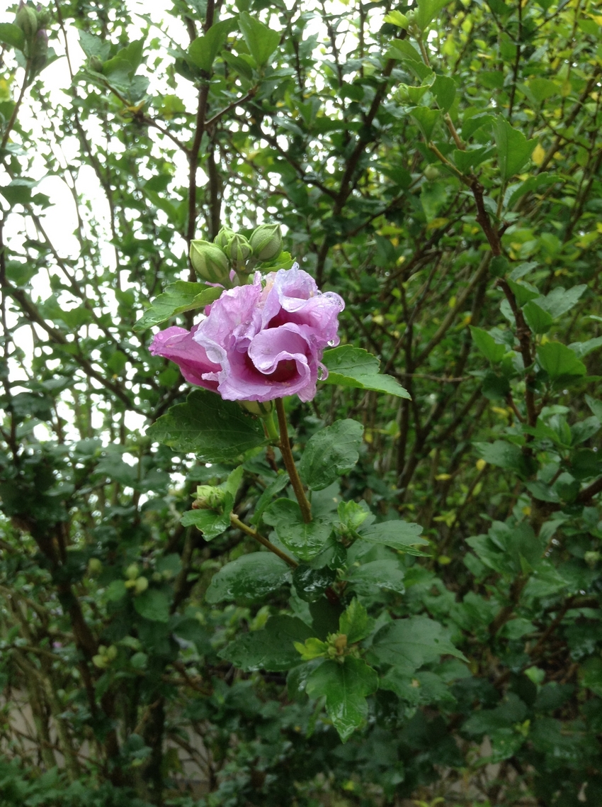 雨上がりに咲きかけのムクゲの花...