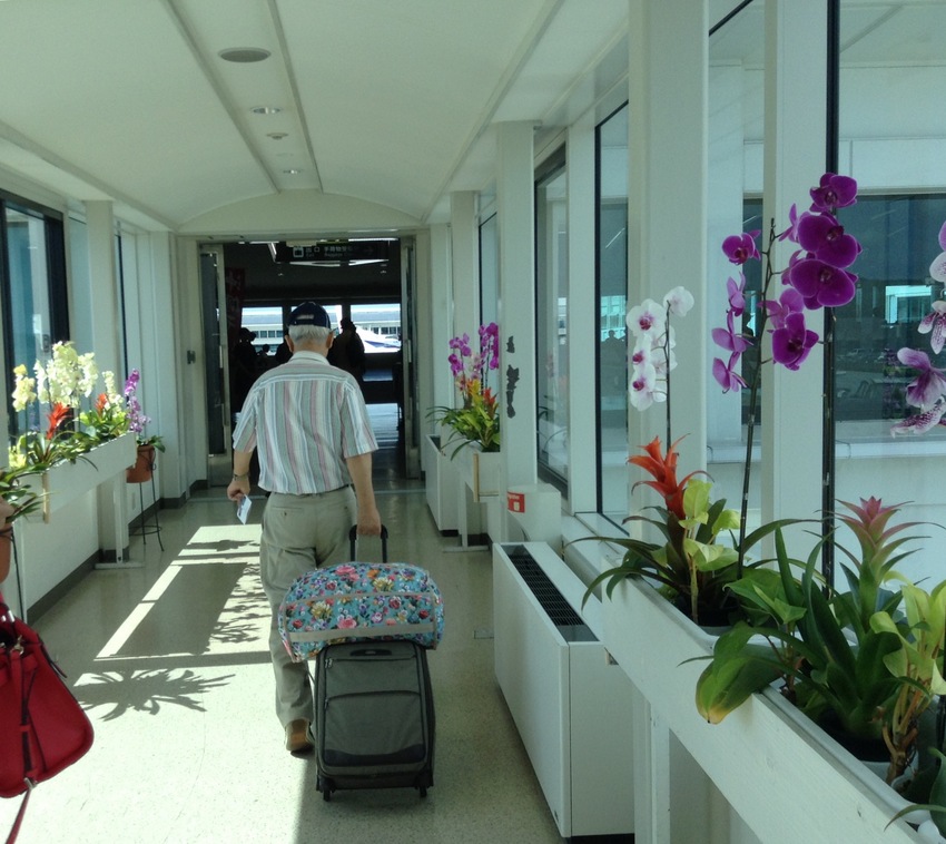 那覇空港。ランの花がいいですね...