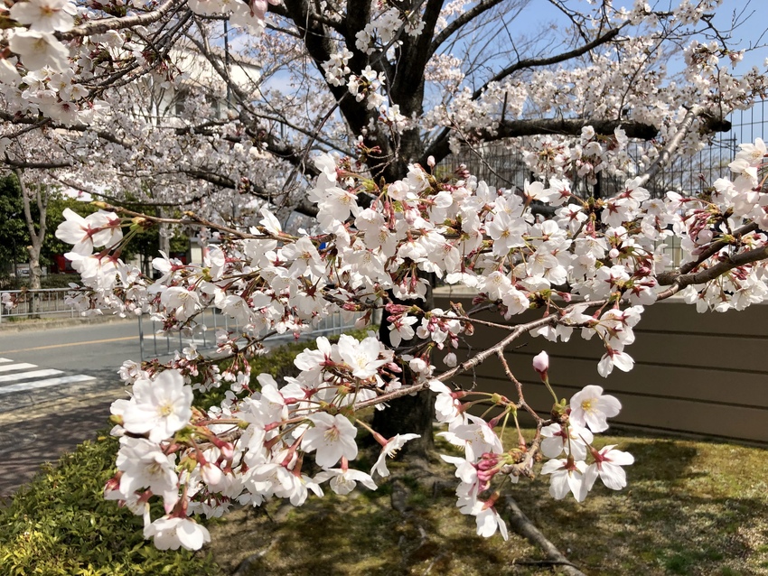 桜が満開❣️4/4/2019