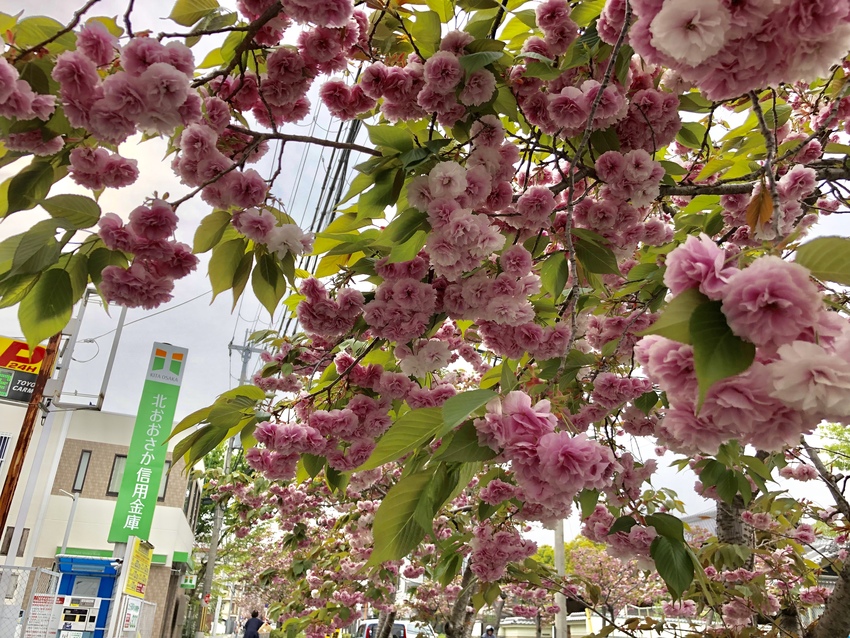 山桜が満開！4/23/2019