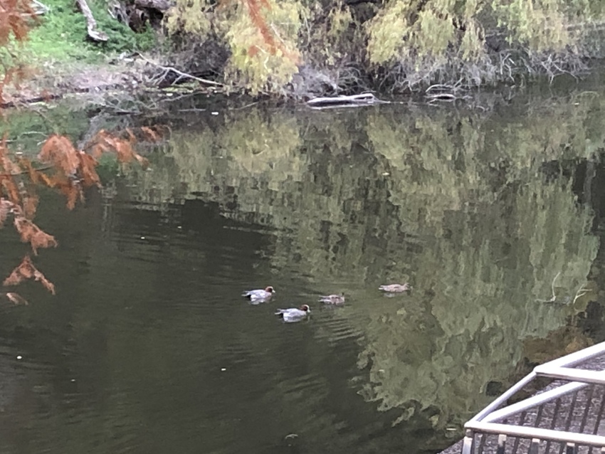池の中で泳ぐカモが4羽