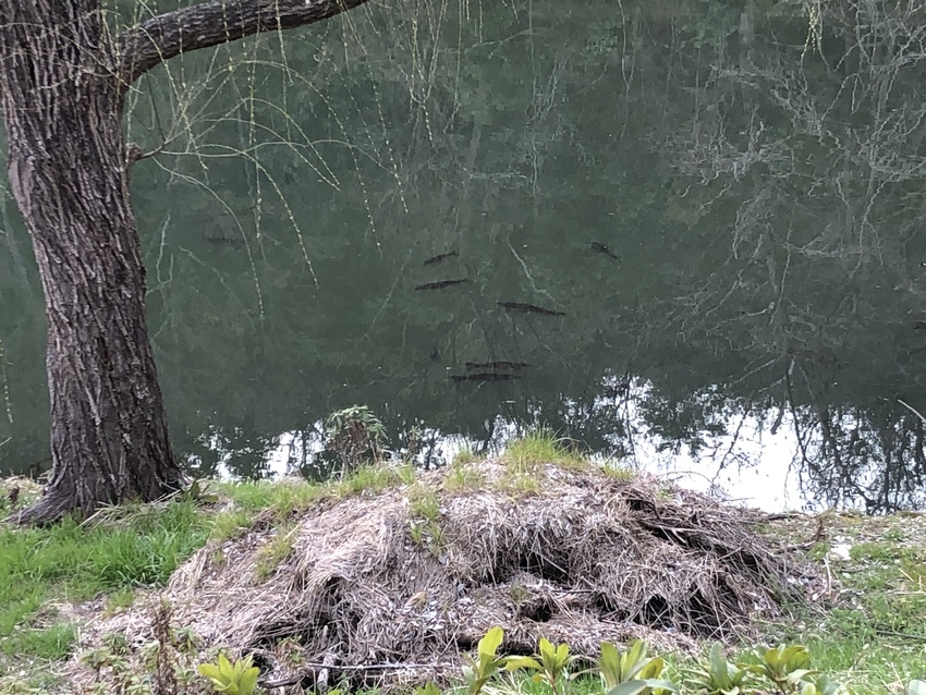 この池で初めて見た鯉の一群！こ...