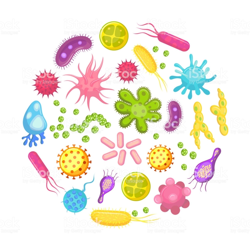 Gut bacteria triggers virus pro...