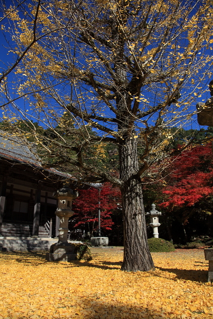 紅葉＜東光寺＞(2)