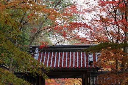 紅葉＜永源寺＞(2)