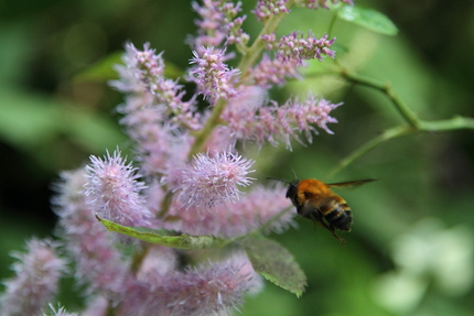 オフ2010(24)花とハチ（...
