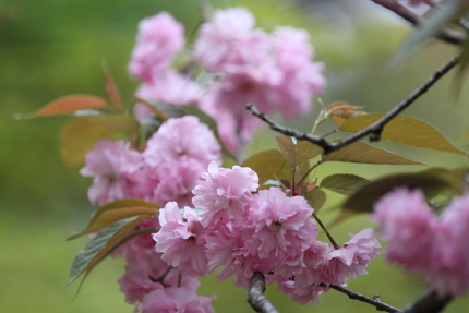 牡丹桜（ぼたんざくら）(1)