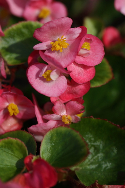 水々しい鮮やかな色の花