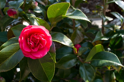 椿？山茶花？