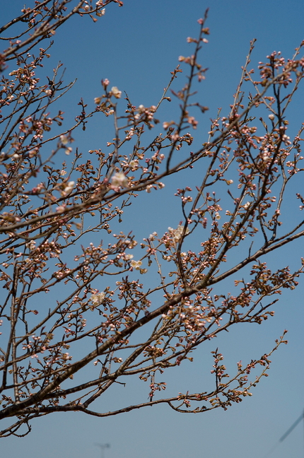 桜の今