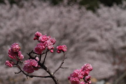 桜が見ごろ(5)