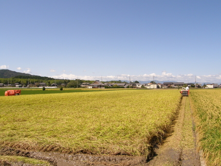 稲が実ってきましたよ(7)＜収...