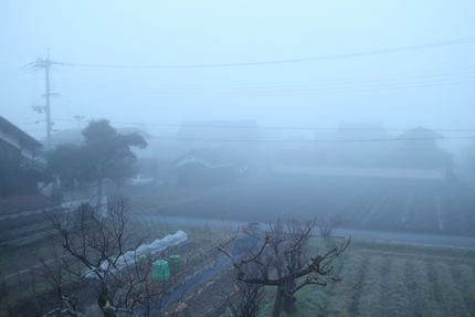 今朝は霧です
