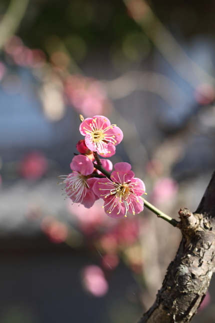 今年の梅模様(1)