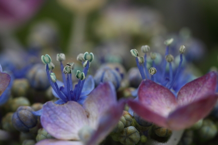 周りの紫陽花も大分色のくすみが...