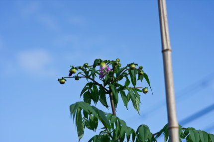 庭の皇帝ダリアが蕾から花と言え...