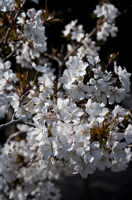 確か八重の桜があったのにと近く...