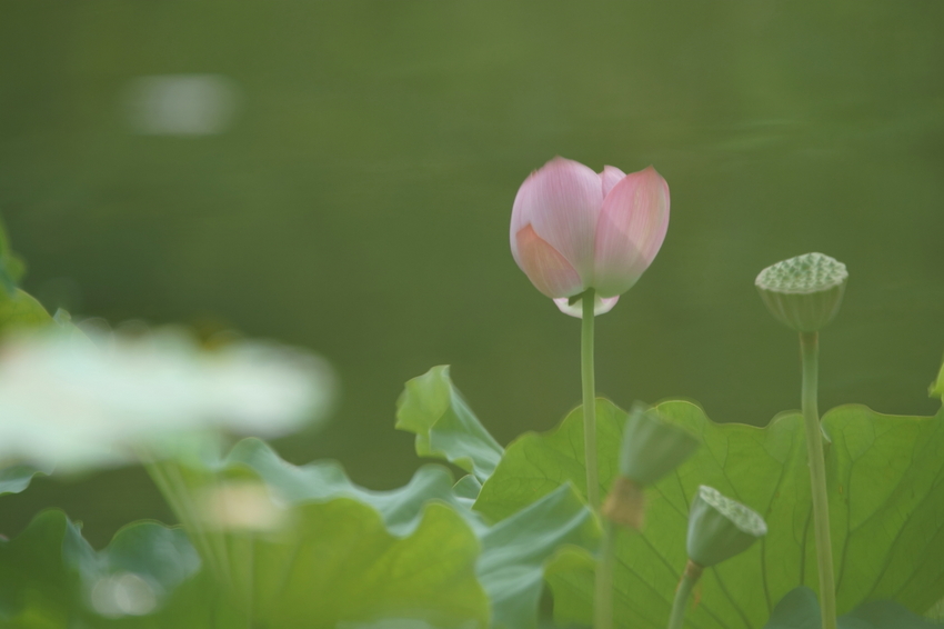 池への写り込みですが花の模様も...