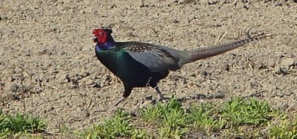 Pheasant