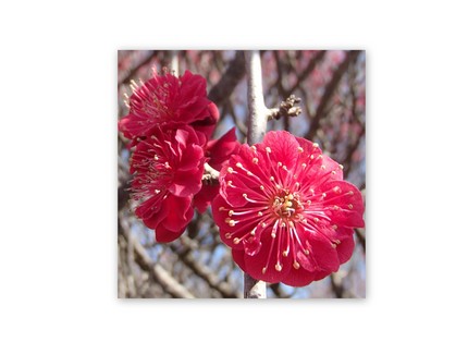 Bairin Park Plum Blossoms