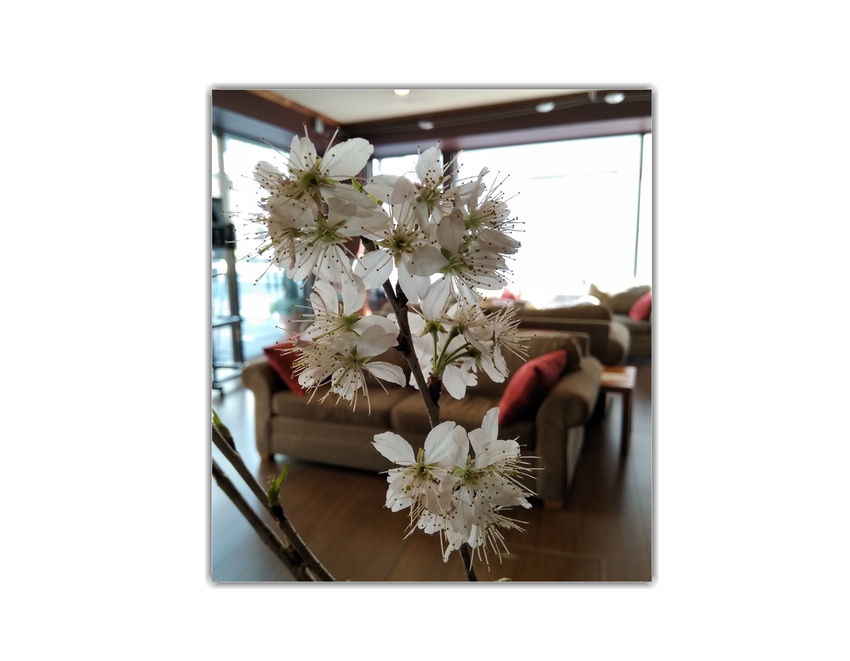 Lobby Blossoms