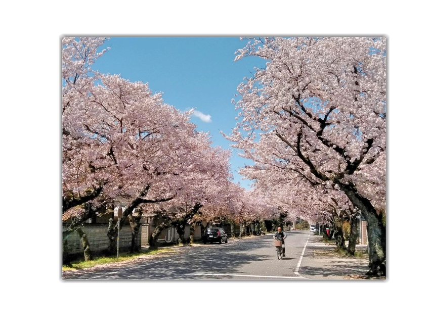 Imaise Cherry Blossoms