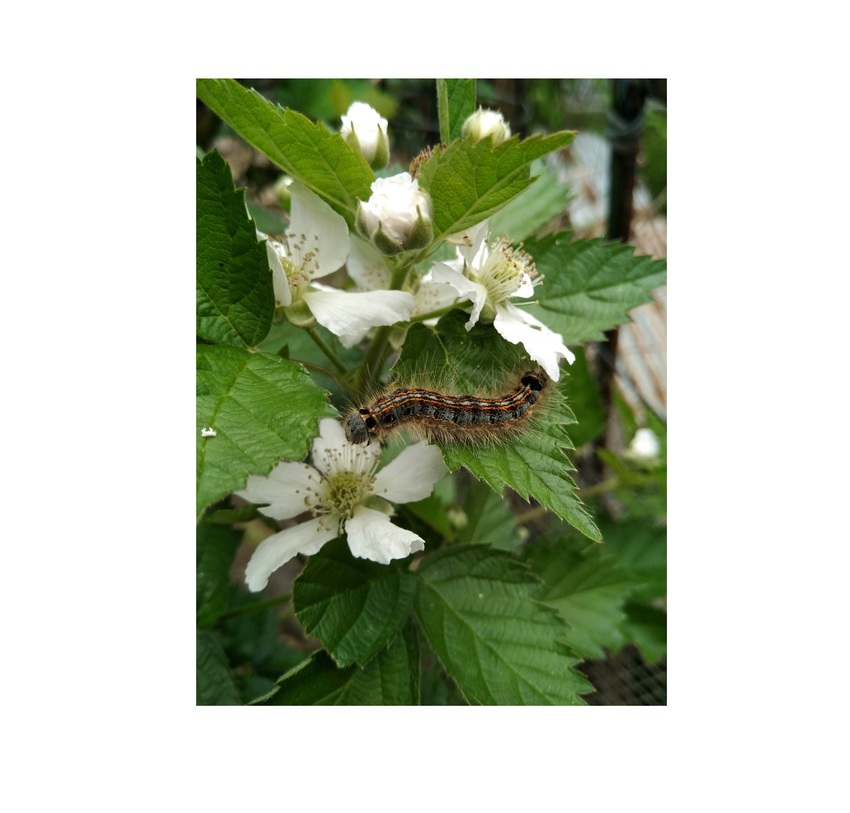 Lackey Moth Caterpillar