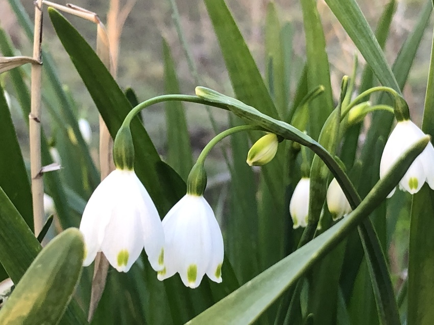 散歩で見つけた花、白い花弁に緑...