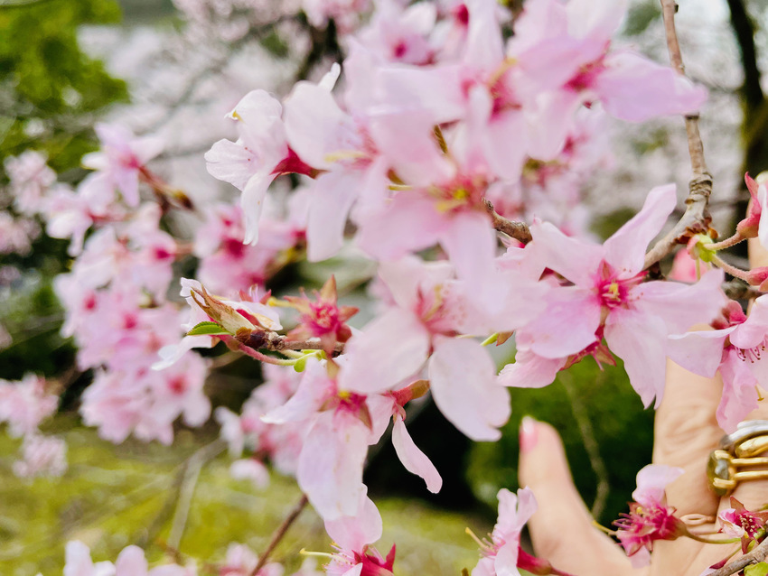 兼六園の桜、満開　2021/0...