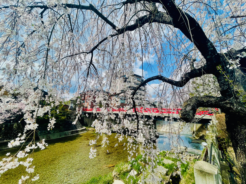 高山の宮川の桜が満開　2021...