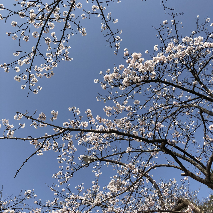 満開の桜 気持ちの良い休日...