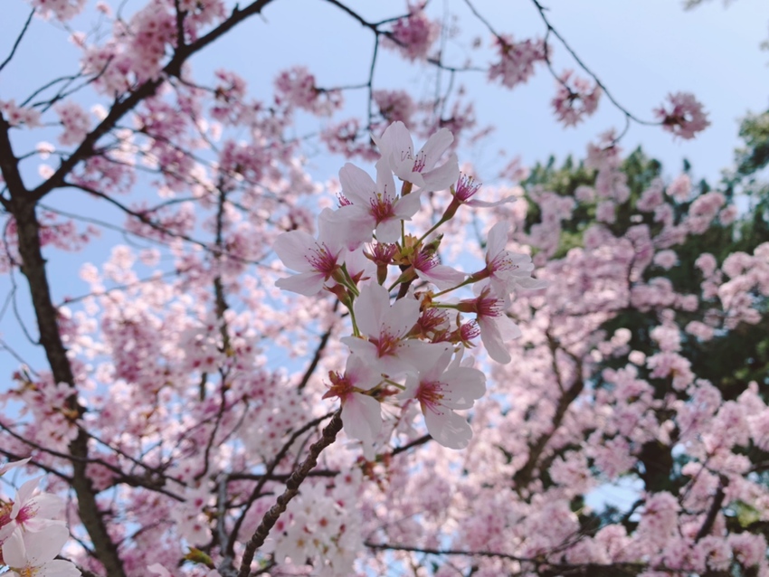 満開の桜の美しさ、写真でも残し...